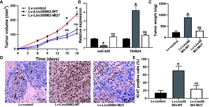 https://cdn.ncbi.nlm.nih.gov/pmc/blobs/ff17/7905206/128678d1a2f8/fonc-11-636965-g007.jpg