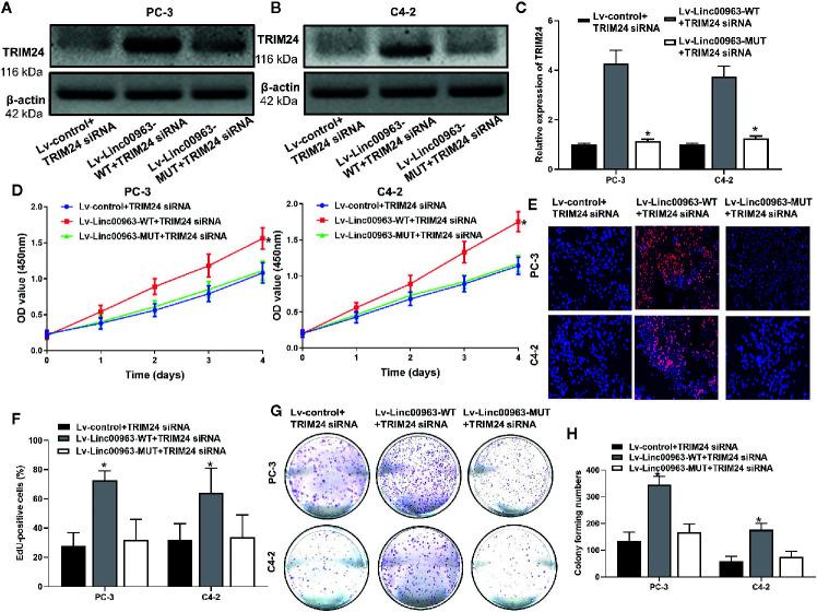 https://cdn.ncbi.nlm.nih.gov/pmc/blobs/ff17/7905206/46c3fba08686/fonc-11-636965-g006.jpg