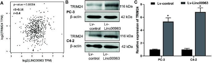 https://cdn.ncbi.nlm.nih.gov/pmc/blobs/ff17/7905206/6bfd28df16e6/fonc-11-636965-g001.jpg