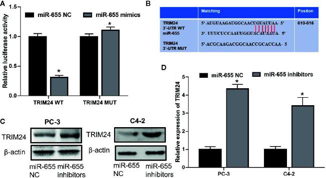 https://cdn.ncbi.nlm.nih.gov/pmc/blobs/ff17/7905206/aabdd2403cd4/fonc-11-636965-g004.jpg