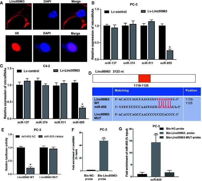 https://cdn.ncbi.nlm.nih.gov/pmc/blobs/ff17/7905206/e44bc9bad063/fonc-11-636965-g002.jpg