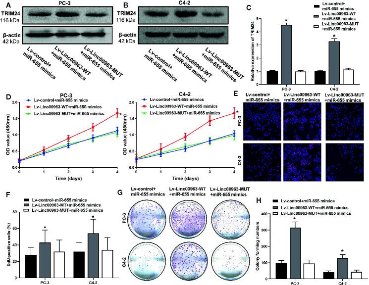 https://cdn.ncbi.nlm.nih.gov/pmc/blobs/ff17/7905206/fe687a7f59ad/fonc-11-636965-g005.jpg