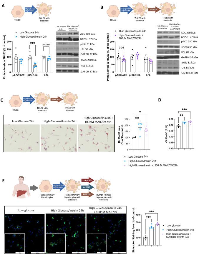 https://cdn.ncbi.nlm.nih.gov/pmc/blobs/ff1b/11604888/6b5e76db6068/18_2024_5507_Fig3_HTML.jpg
