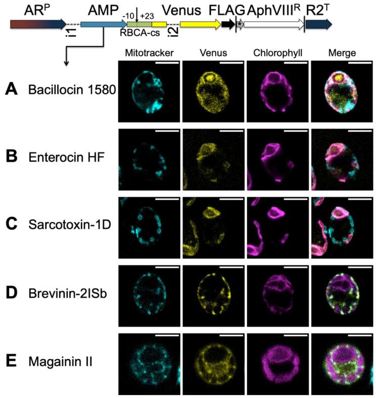 https://cdn.ncbi.nlm.nih.gov/pmc/blobs/ff1b/7463930/0e20ae1a0390/cells-09-01795-g005.jpg