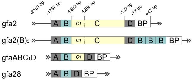 https://cdn.ncbi.nlm.nih.gov/pmc/blobs/ff1b/8306323/4c1a317a0a0d/cells-10-01600-g001.jpg