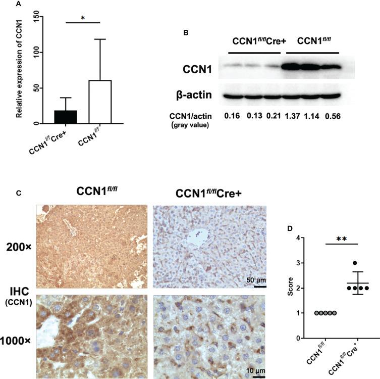 https://cdn.ncbi.nlm.nih.gov/pmc/blobs/ff1c/9084230/a2dfa1970cd9/fimmu-13-810671-g004.jpg
