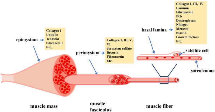 https://cdn.ncbi.nlm.nih.gov/pmc/blobs/ff1d/8011170/6252aabc2338/13578_2021_579_Fig1_HTML.jpg
