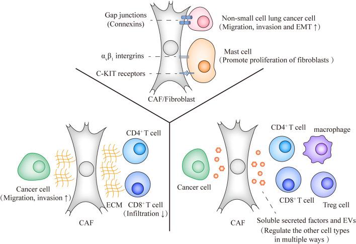 https://cdn.ncbi.nlm.nih.gov/pmc/blobs/ff1e/8638446/8fcd7d1077a7/12943_2021_1463_Fig2_HTML.jpg
