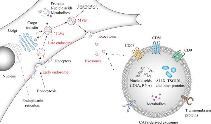 https://cdn.ncbi.nlm.nih.gov/pmc/blobs/ff1e/8638446/f04719daec53/12943_2021_1463_Fig3_HTML.jpg