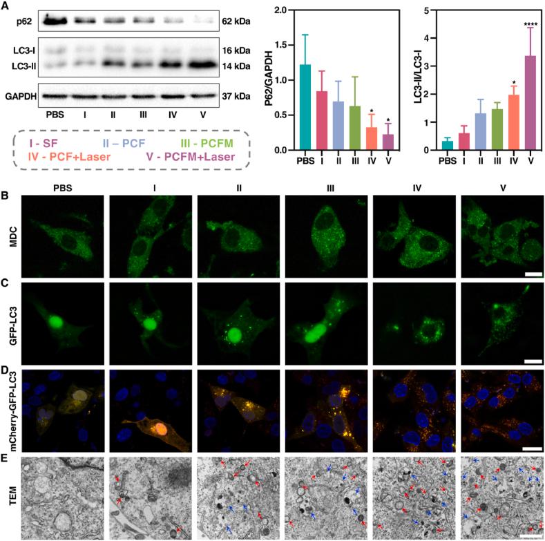 https://cdn.ncbi.nlm.nih.gov/pmc/blobs/ff1f/11472109/3752b1eec7e9/gr5.jpg