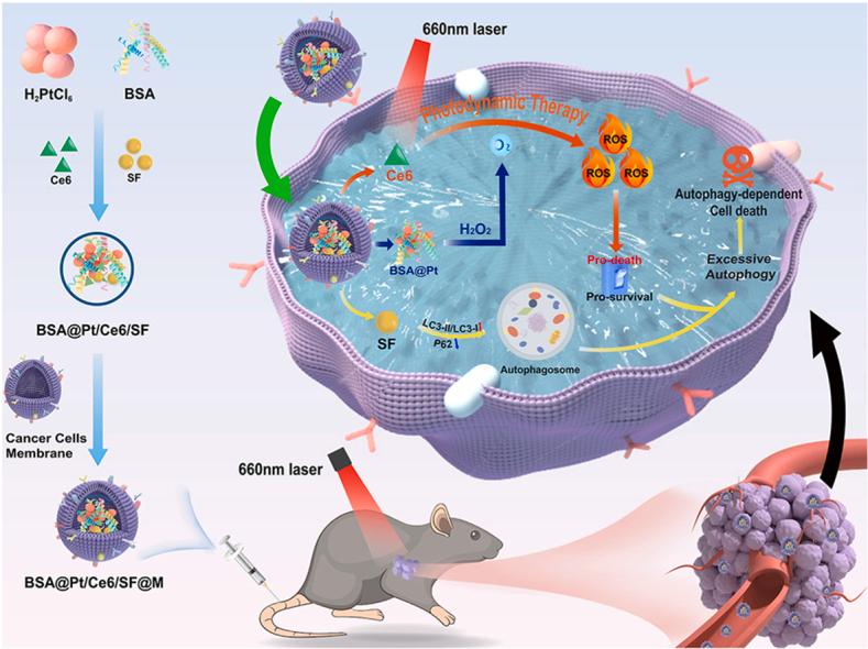 https://cdn.ncbi.nlm.nih.gov/pmc/blobs/ff1f/11472109/d783ea931ebb/ga1.jpg