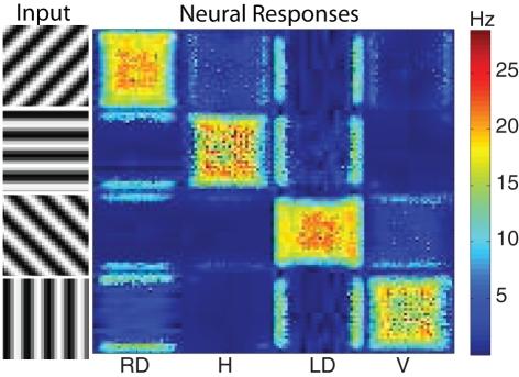 https://cdn.ncbi.nlm.nih.gov/pmc/blobs/ff1f/3172707/d6112f4999ff/fninf-05-00019-g005.jpg