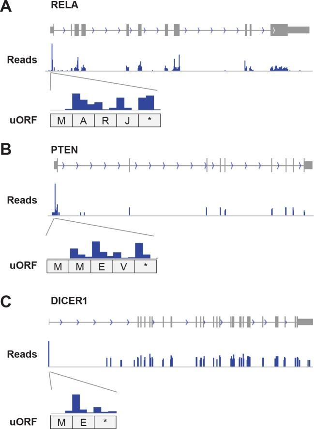 https://cdn.ncbi.nlm.nih.gov/pmc/blobs/ff1f/4739776/31a25532b0c0/elife-08890-fig6-figsupp1.jpg