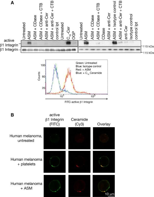 https://cdn.ncbi.nlm.nih.gov/pmc/blobs/ff20/4459814/a984f934ba9f/emmm0007-0714-f6.jpg