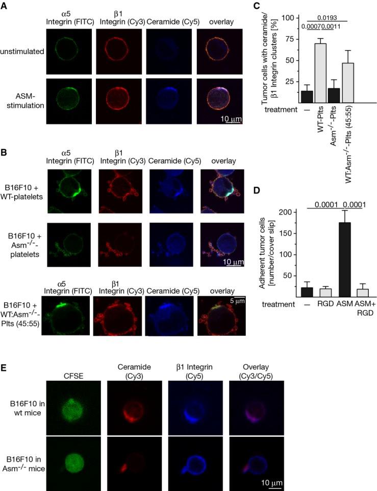https://cdn.ncbi.nlm.nih.gov/pmc/blobs/ff20/4459814/f6d9a0d13cbd/emmm0007-0714-f5.jpg