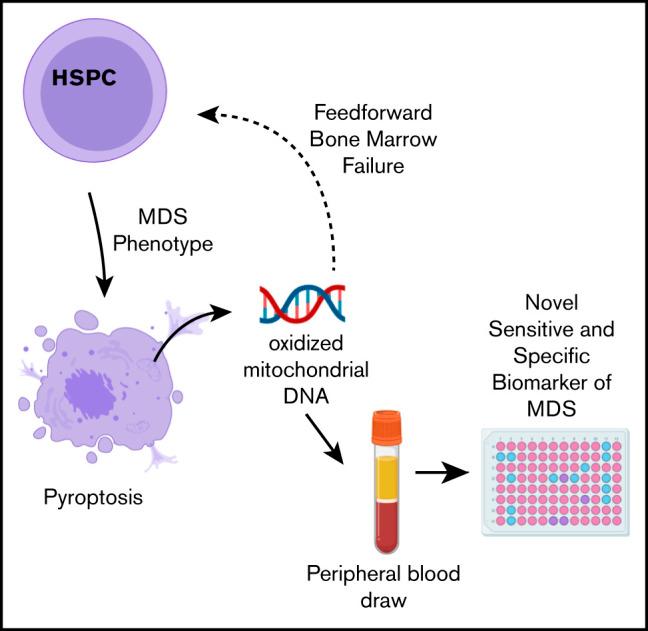 https://cdn.ncbi.nlm.nih.gov/pmc/blobs/ff20/8095151/6d2b3efe7f43/advancesADV2020003475absf1.jpg