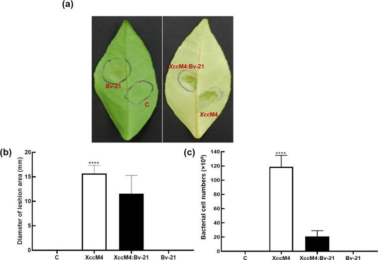 https://cdn.ncbi.nlm.nih.gov/pmc/blobs/ff21/9072923/6ef45922346b/gr4.jpg