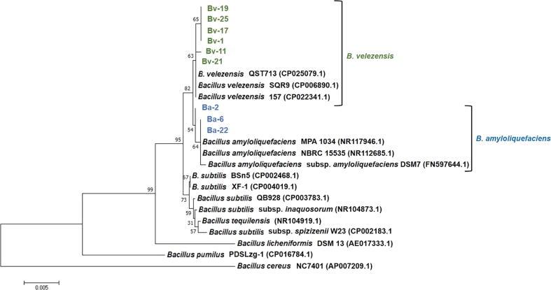 https://cdn.ncbi.nlm.nih.gov/pmc/blobs/ff21/9072923/a32088872496/gr1.jpg
