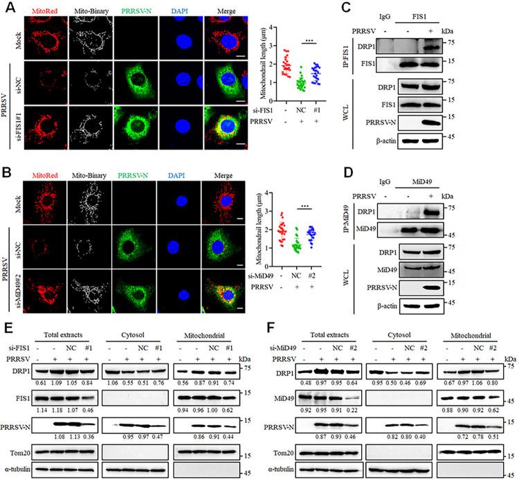 https://cdn.ncbi.nlm.nih.gov/pmc/blobs/ff23/11761150/09de10bb11ac/ppat.1012872.g007.jpg