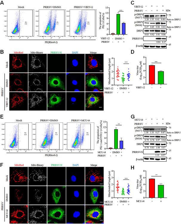 https://cdn.ncbi.nlm.nih.gov/pmc/blobs/ff23/11761150/8d4a442e048f/ppat.1012872.g004.jpg