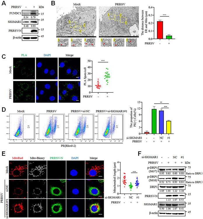 https://cdn.ncbi.nlm.nih.gov/pmc/blobs/ff23/11761150/cb41463ae5d2/ppat.1012872.g005.jpg