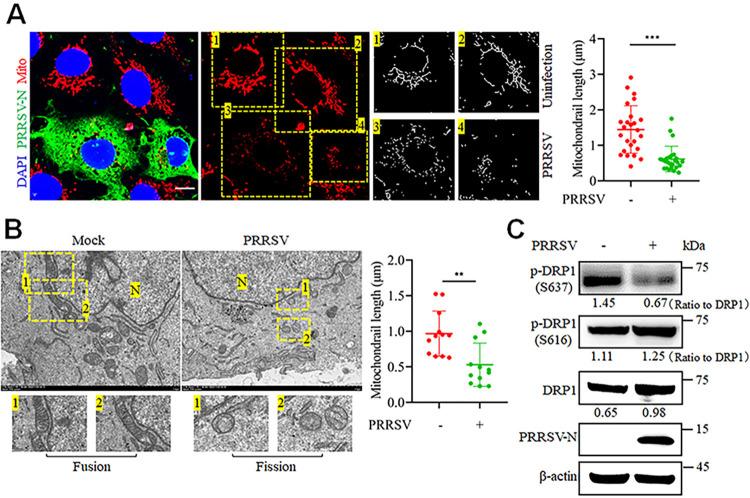 https://cdn.ncbi.nlm.nih.gov/pmc/blobs/ff23/11761150/f097039bcd2a/ppat.1012872.g001.jpg