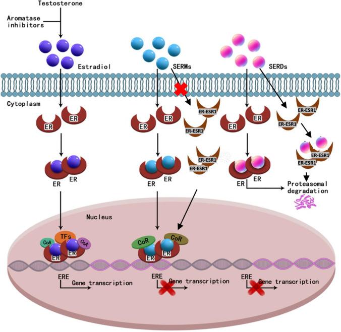 https://cdn.ncbi.nlm.nih.gov/pmc/blobs/ff23/9758247/4e4a22ac2d7a/10555_2022_10066_Fig3_HTML.jpg