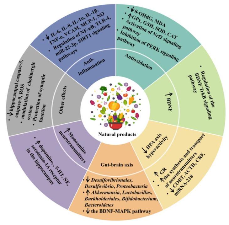 https://cdn.ncbi.nlm.nih.gov/pmc/blobs/ff25/9686692/e8d81fb3d1e8/antioxidants-11-02132-g001.jpg