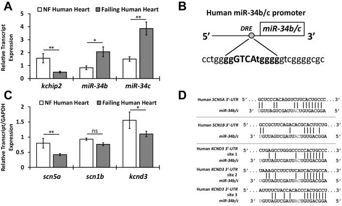 https://cdn.ncbi.nlm.nih.gov/pmc/blobs/ff26/5338919/5f1e7d579d8d/elife-17304-fig5.jpg
