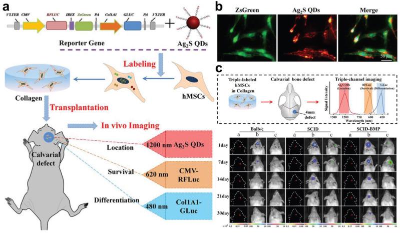 https://cdn.ncbi.nlm.nih.gov/pmc/blobs/ff27/10742164/d67328c6d820/biomolecules-13-01787-g004.jpg
