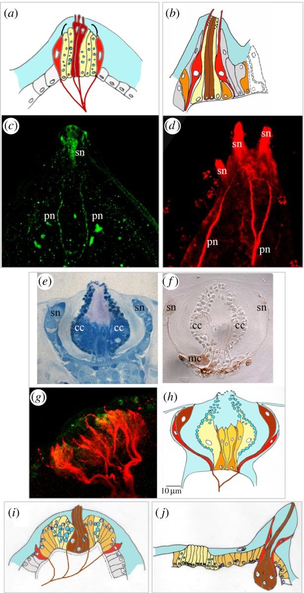 https://cdn.ncbi.nlm.nih.gov/pmc/blobs/ff2a/4275875/3f70016f8a8c/rsfs20140061-g1.jpg