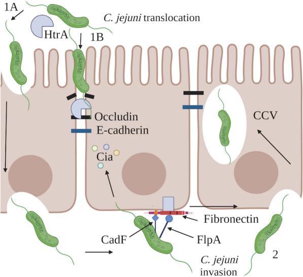 https://cdn.ncbi.nlm.nih.gov/pmc/blobs/ff2c/11064354/910d9b006869/12929_2024_1033_Fig2_HTML.jpg