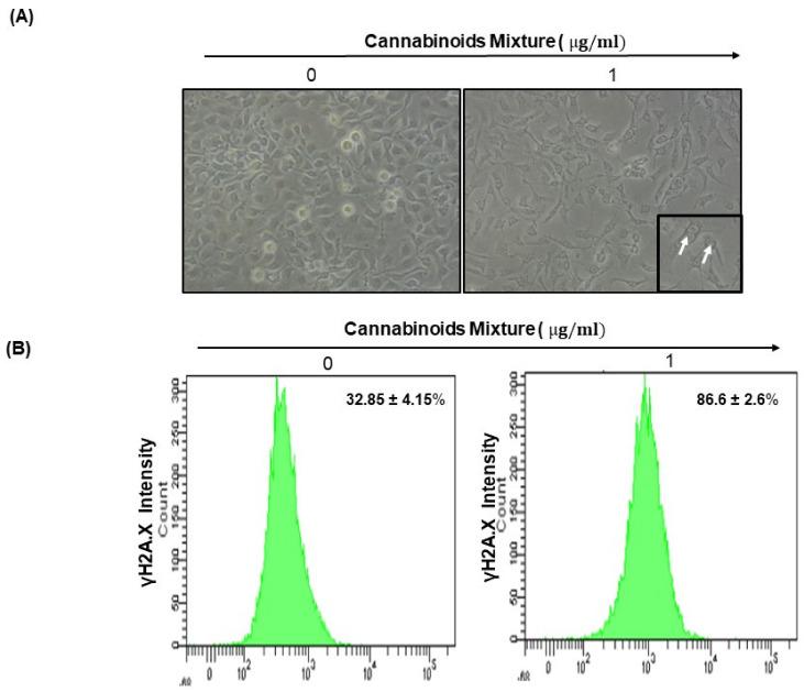 https://cdn.ncbi.nlm.nih.gov/pmc/blobs/ff2e/9562878/89e3fa3f5d2c/cancers-14-04924-g006.jpg