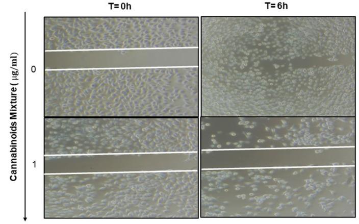 https://cdn.ncbi.nlm.nih.gov/pmc/blobs/ff2e/9562878/8b9816e8e988/cancers-14-04924-g007.jpg