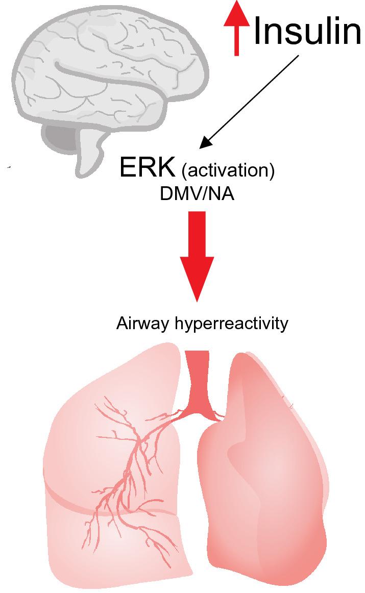 https://cdn.ncbi.nlm.nih.gov/pmc/blobs/ff31/7923463/dca74b4df338/13098_2021_639_Fig6_HTML.jpg