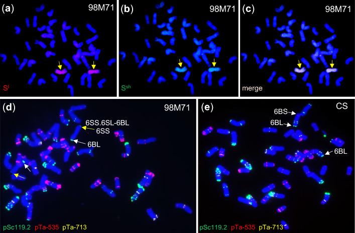 https://cdn.ncbi.nlm.nih.gov/pmc/blobs/ff33/11056342/9b24aed4ba8f/122_2024_4616_Fig3_HTML.jpg