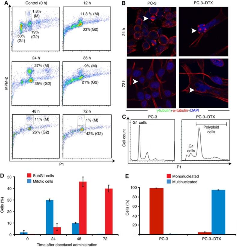 https://cdn.ncbi.nlm.nih.gov/pmc/blobs/ff39/5418452/e7f4e9472be5/bjc201778f1.jpg