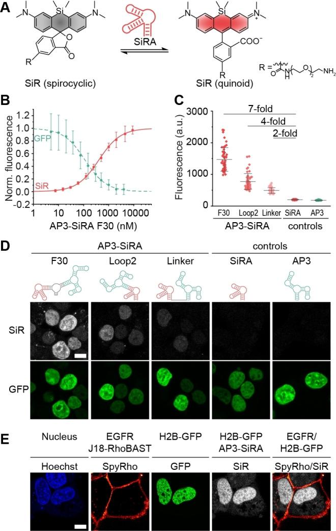 https://cdn.ncbi.nlm.nih.gov/pmc/blobs/ff3d/11627133/a8326f24a9d3/ANIE-63-e202412810-g002.jpg