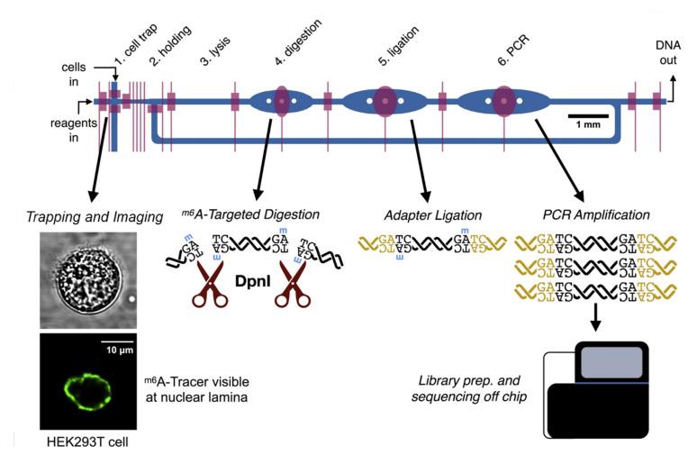 https://cdn.ncbi.nlm.nih.gov/pmc/blobs/ff3d/8869497/a43efeb42610/biosensors-12-00058-g003.jpg