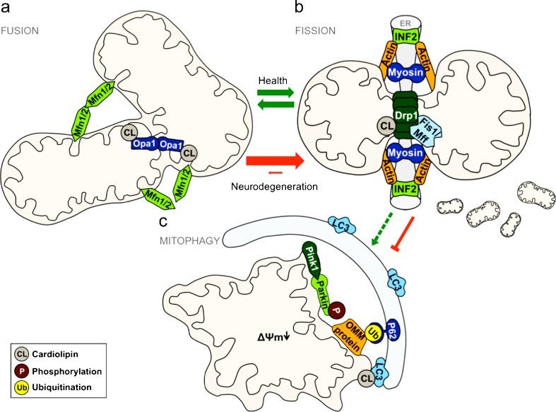 https://cdn.ncbi.nlm.nih.gov/pmc/blobs/ff3f/5203858/2a9524de552c/441_2016_2463_Fig1_HTML.jpg