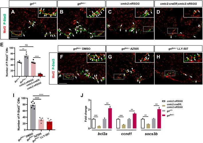 https://cdn.ncbi.nlm.nih.gov/pmc/blobs/ff40/7541343/3237a86da2d0/develop-147-190678-g7.jpg