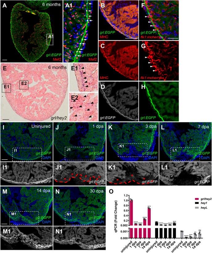 https://cdn.ncbi.nlm.nih.gov/pmc/blobs/ff40/7541343/65f74915a17c/develop-147-190678-g1.jpg