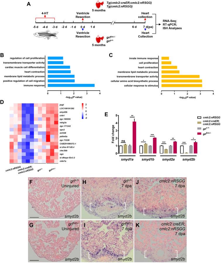 https://cdn.ncbi.nlm.nih.gov/pmc/blobs/ff40/7541343/8ea8b739d2b2/develop-147-190678-g4.jpg