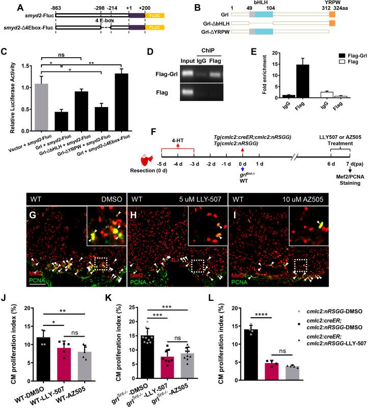 https://cdn.ncbi.nlm.nih.gov/pmc/blobs/ff40/7541343/cbf35ec2f34e/develop-147-190678-g5.jpg