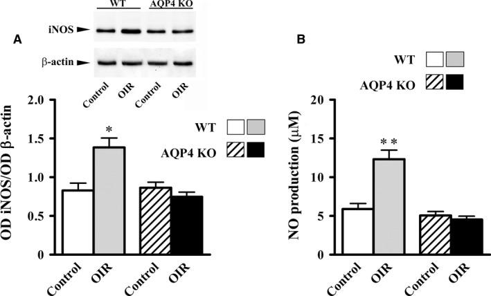 https://cdn.ncbi.nlm.nih.gov/pmc/blobs/ff44/5742711/d3f7a2ff6a53/JCMM-22-613-g003.jpg