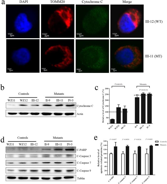 https://cdn.ncbi.nlm.nih.gov/pmc/blobs/ff48/5515948/2c619754d289/41598_2017_5571_Fig8_HTML.jpg