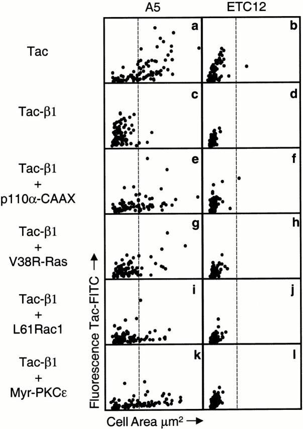 https://cdn.ncbi.nlm.nih.gov/pmc/blobs/ff4c/2150687/31eadbbe3b0e/JCB0006119.f7.jpg