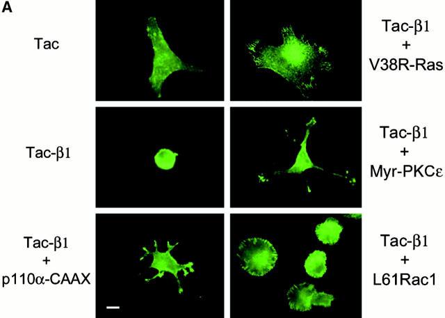 https://cdn.ncbi.nlm.nih.gov/pmc/blobs/ff4c/2150687/347d90de1dd0/JCB0006119.f4a.jpg