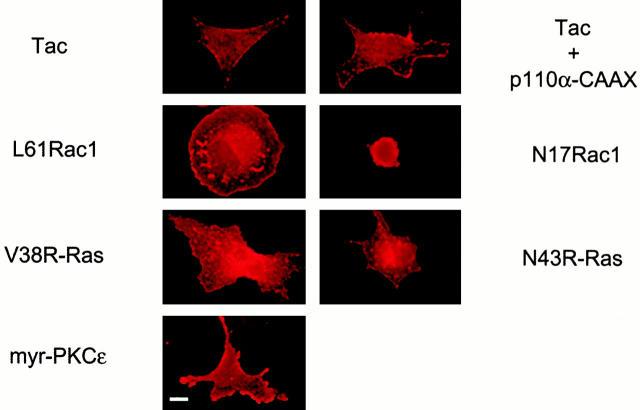 https://cdn.ncbi.nlm.nih.gov/pmc/blobs/ff4c/2150687/af9c2f06ae20/JCB0006119.f5.jpg