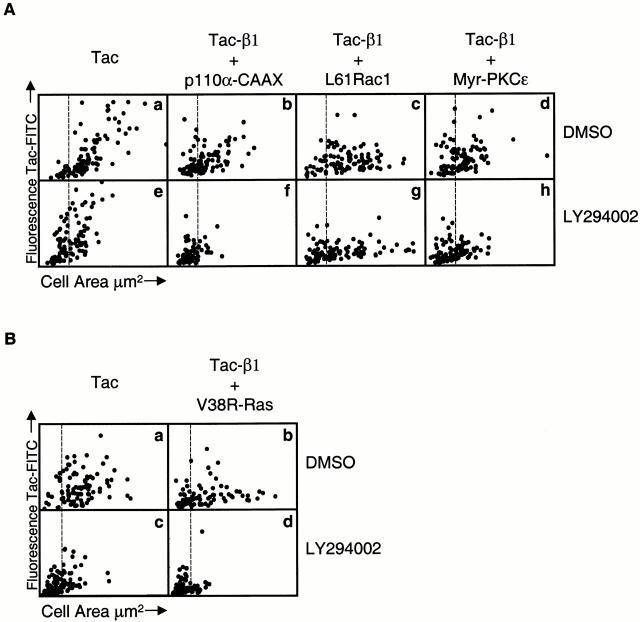 https://cdn.ncbi.nlm.nih.gov/pmc/blobs/ff4c/2150687/ee1c9608f692/JCB0006119.f8.jpg